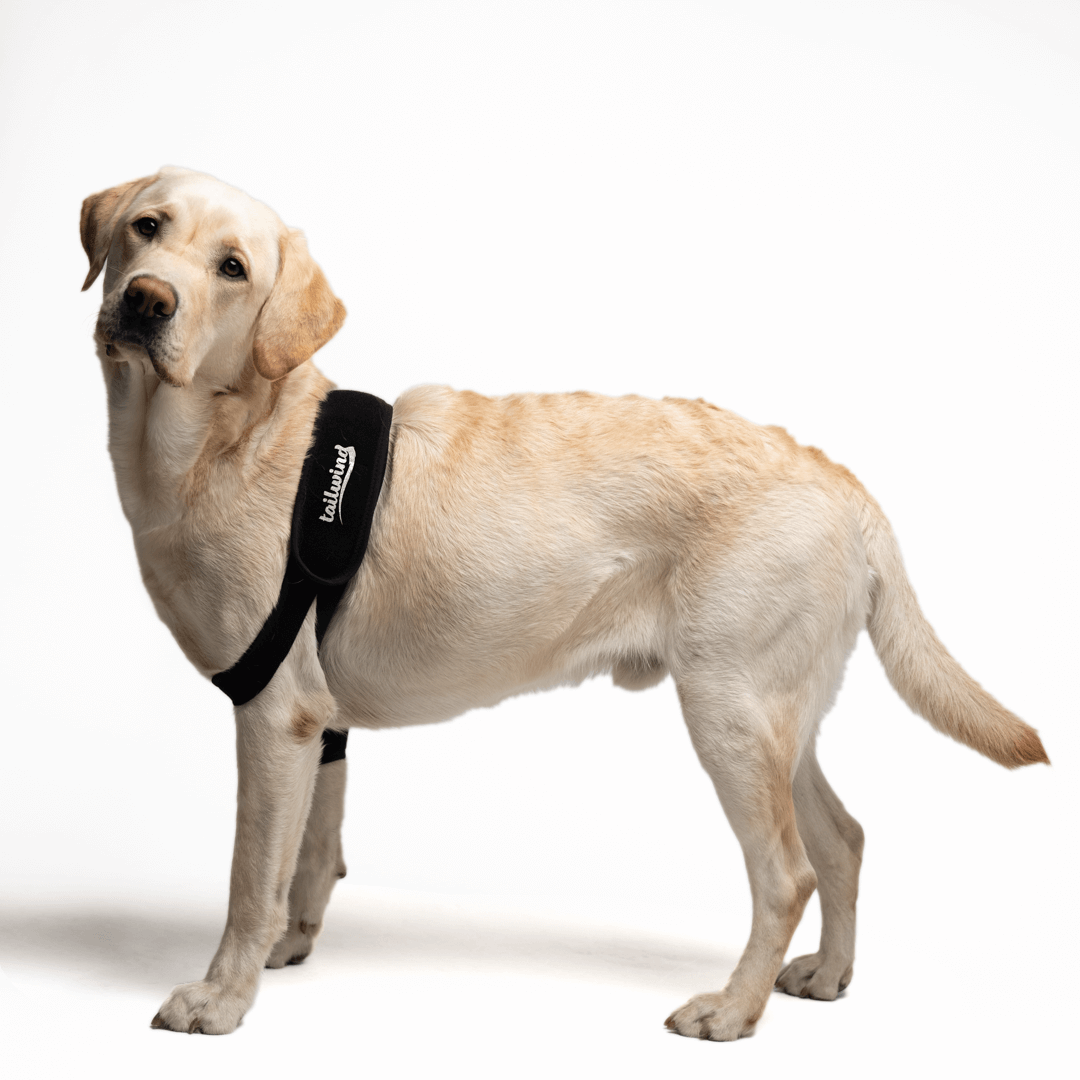 Front elbow brace cheap for dogs