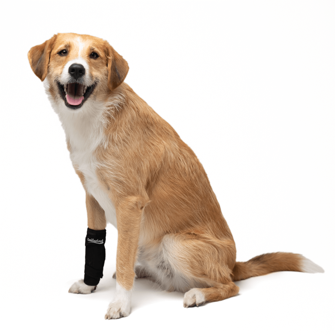 Carpal support hot sale for dogs