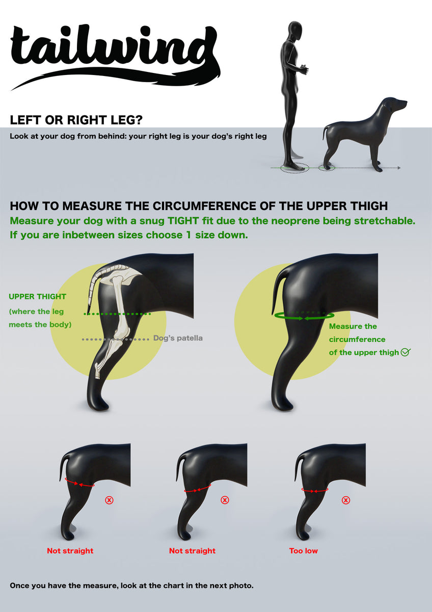 Cruciate ligament support for clearance dogs