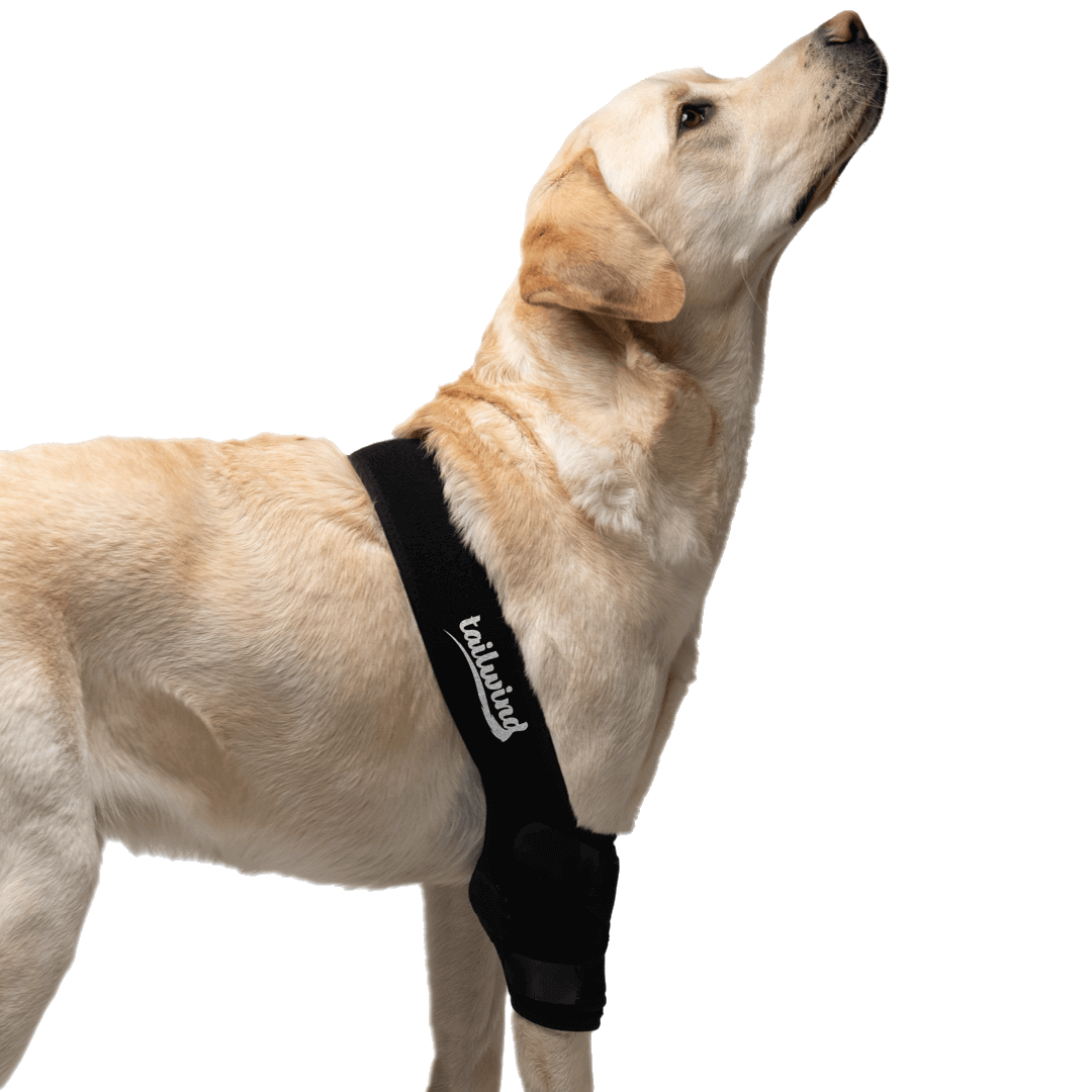 Elbow Brace for Dogs Improves Mobility Joint Support