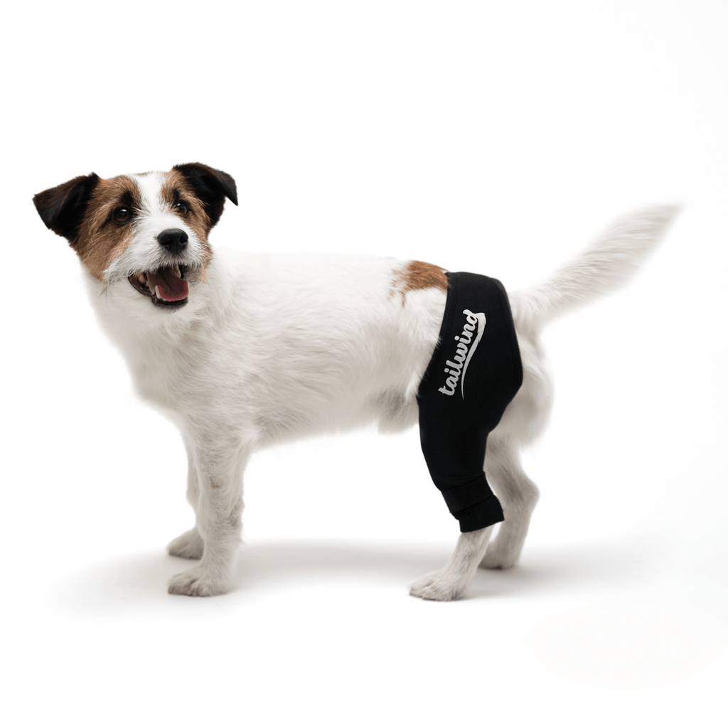 Knee Brace for Dogs Cruciate Support Tailwindpets UK
