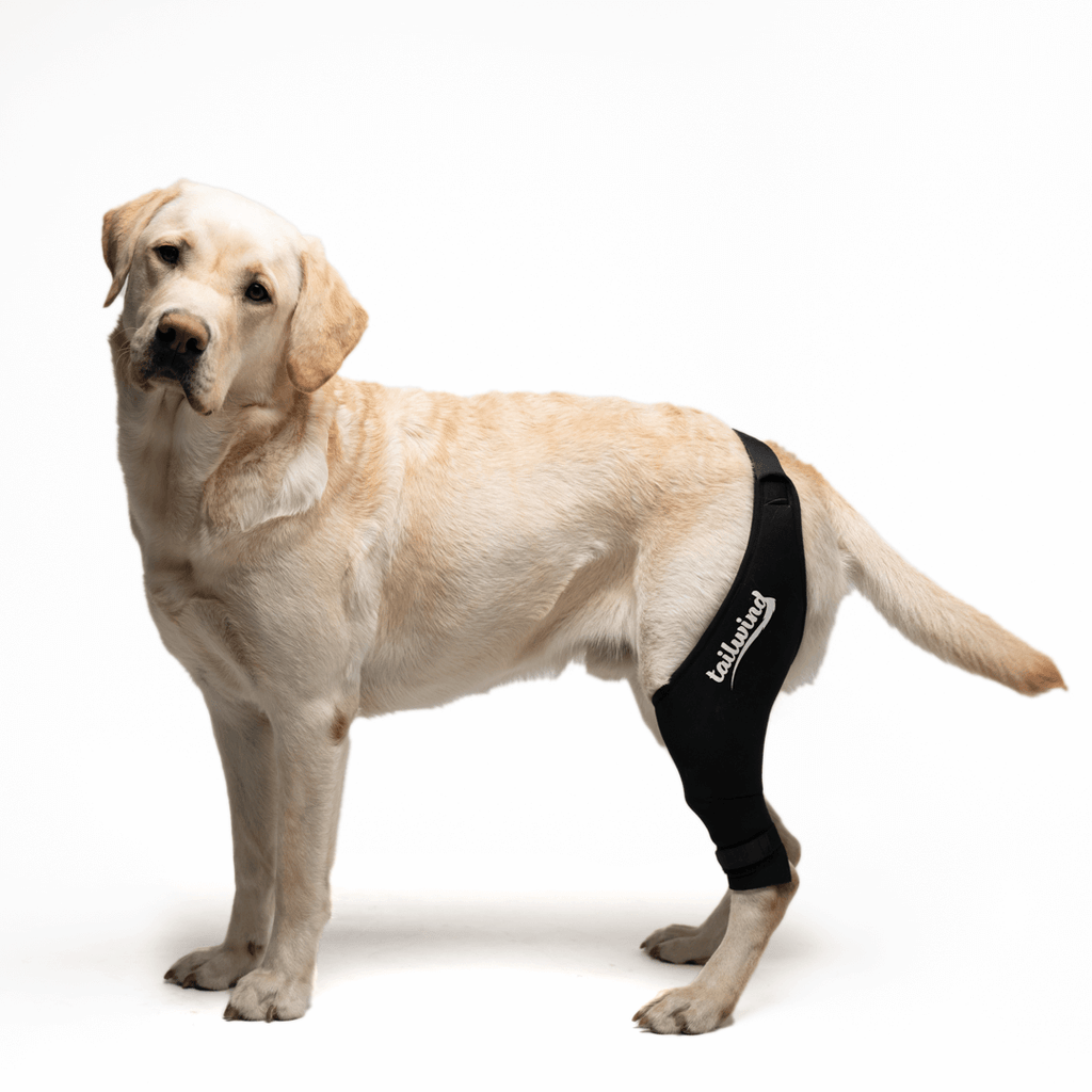Knee brace deals for labrador retriever