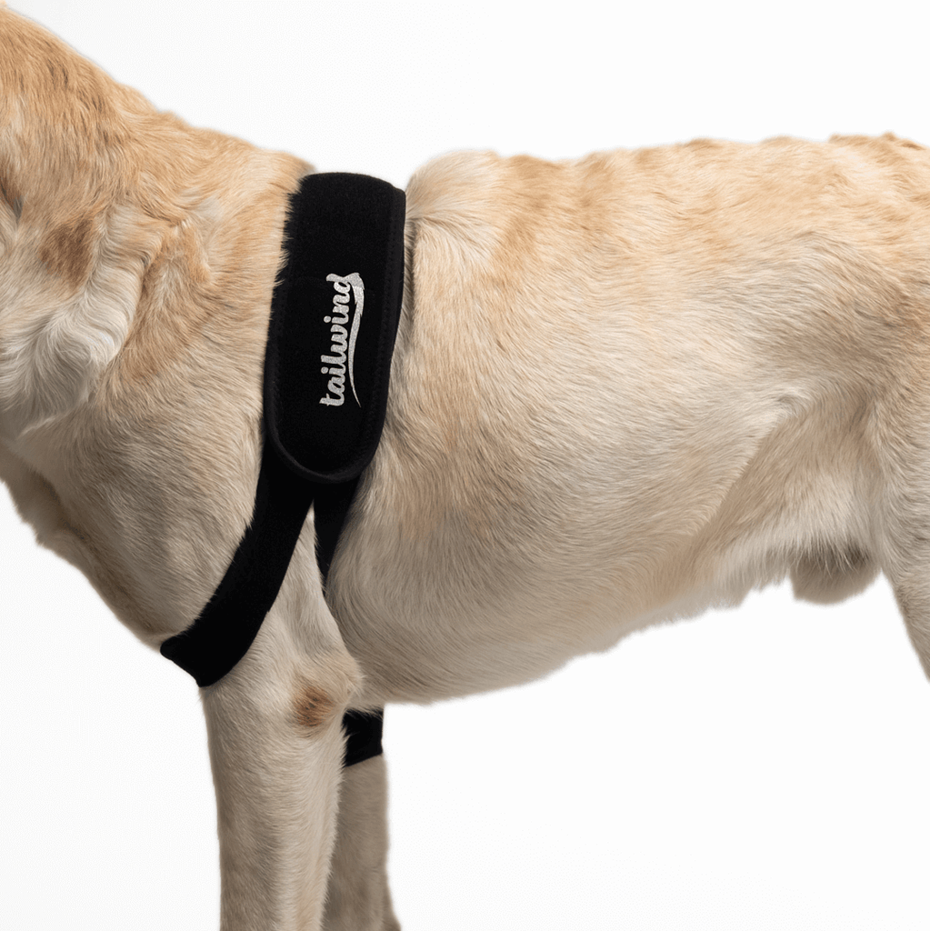 Front leg dog outlet harness