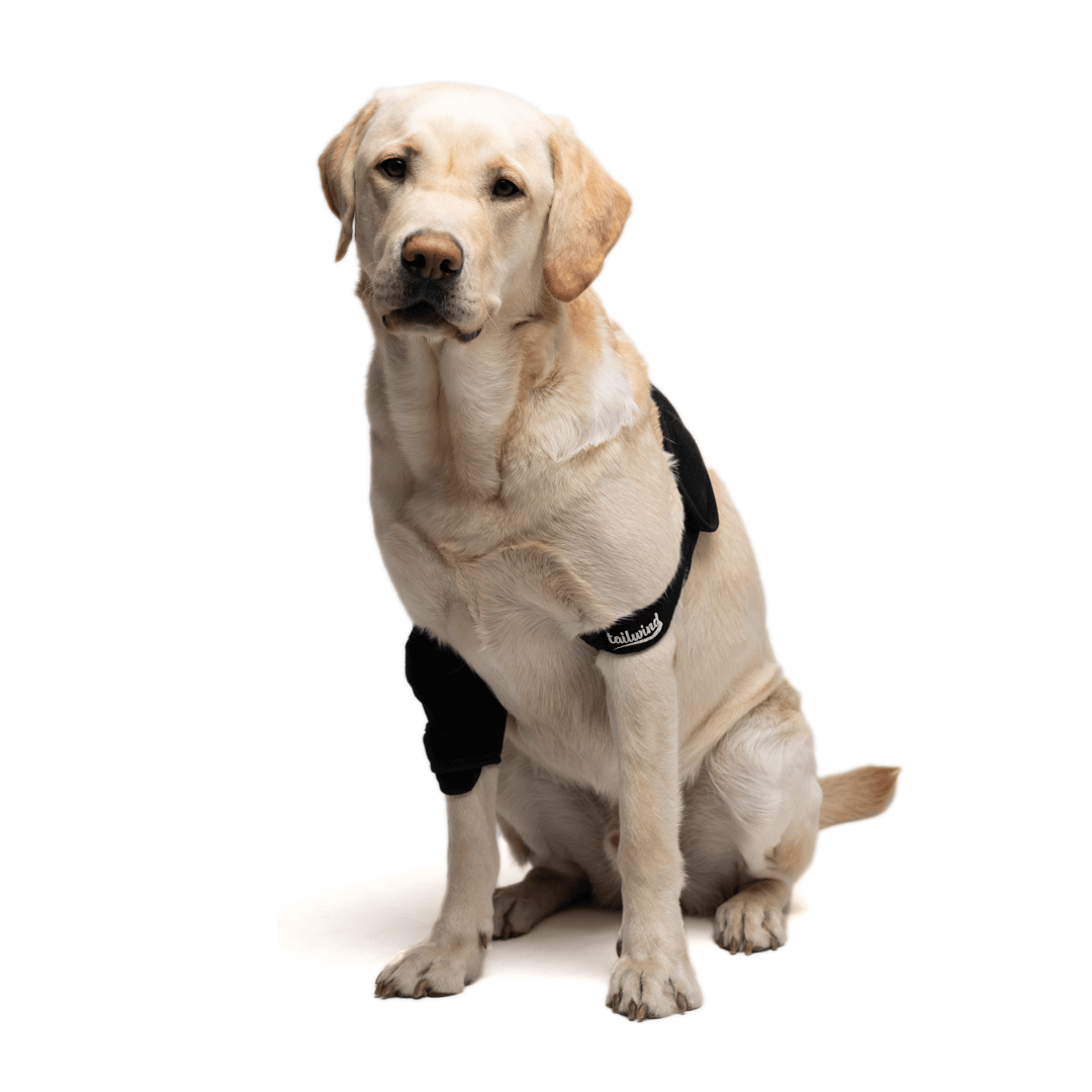 Dog front elbow deals brace