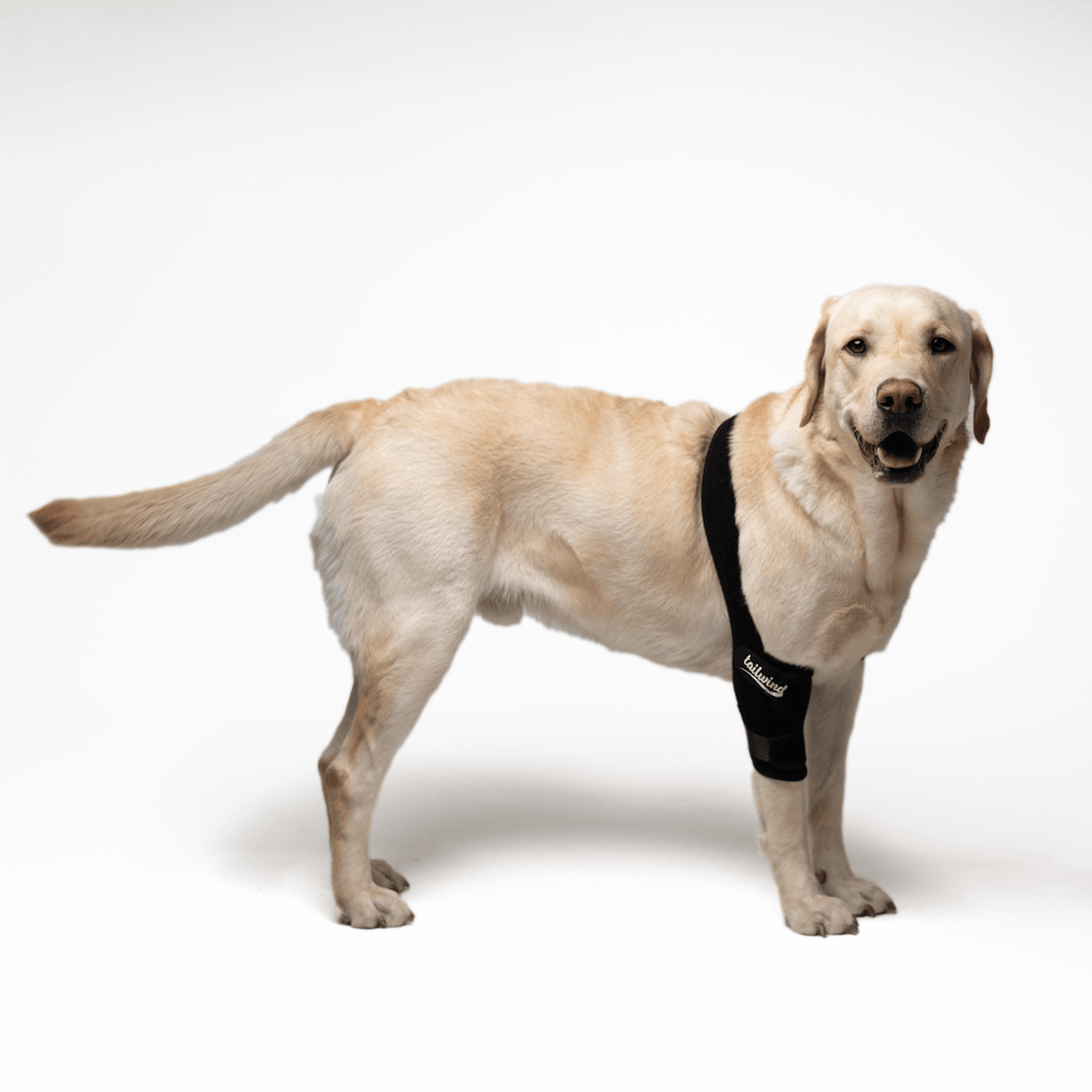 Front elbow online brace for dogs